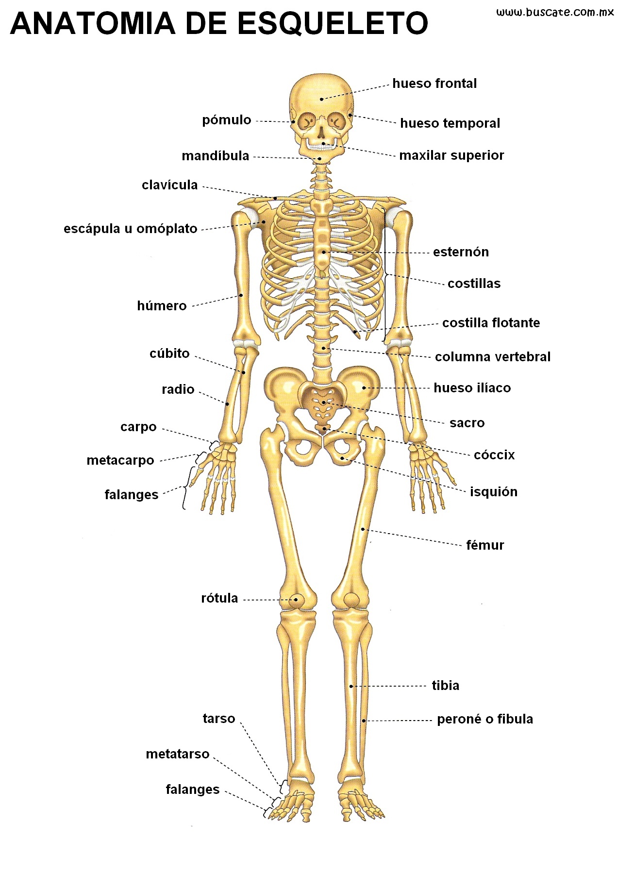 Esqueleto humano