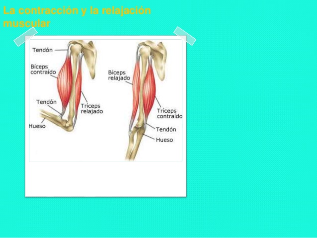 sistema muscular 11 638